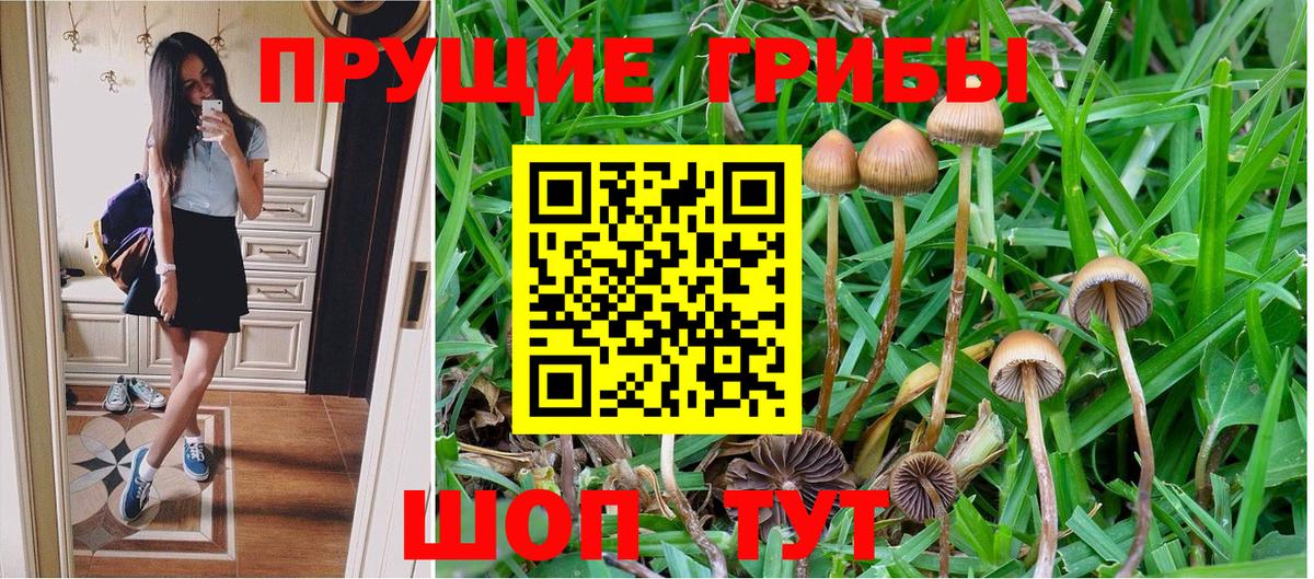 Галлюциногенные грибы Psilocybe Заволжье
